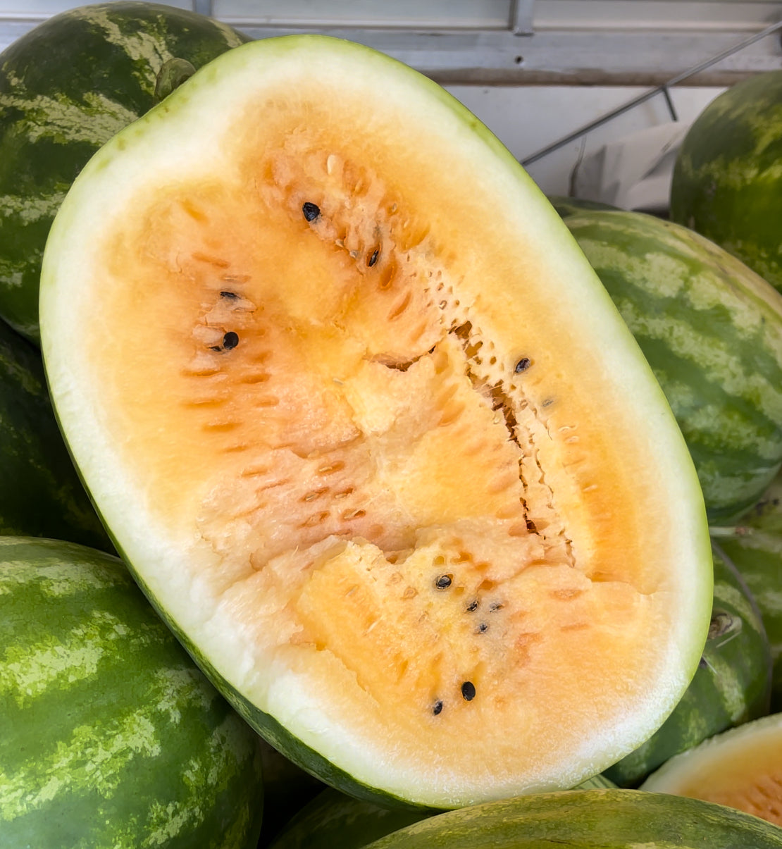Candy Orange Watermelon